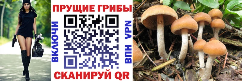 Псилоцибиновые грибы прущие грибы наркотики Пестово